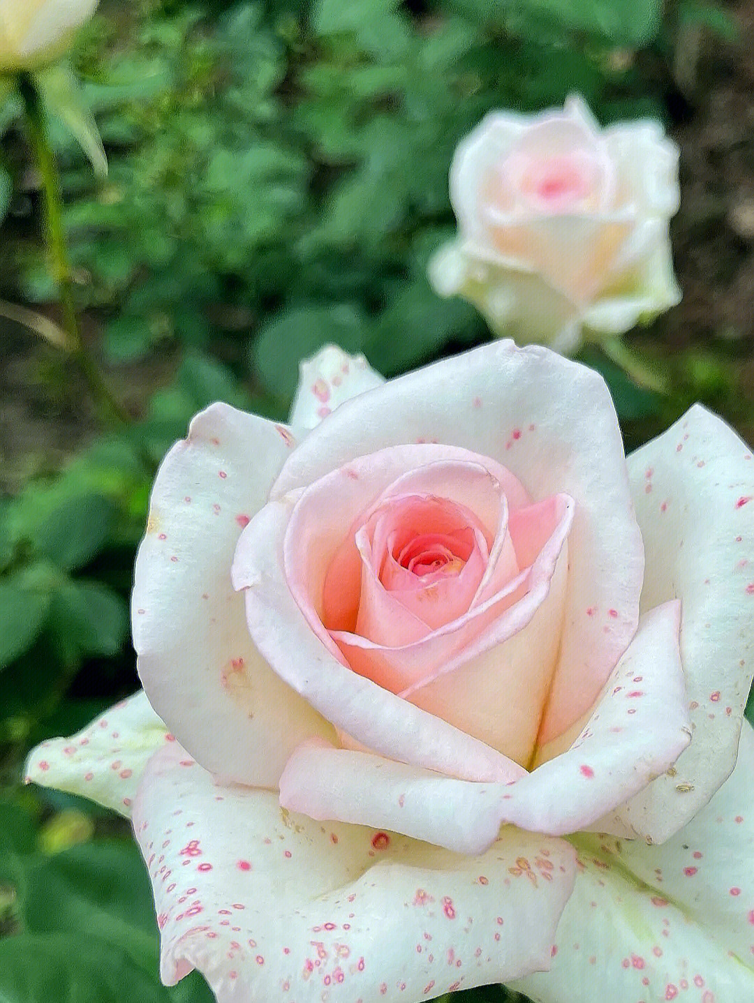 花色最新