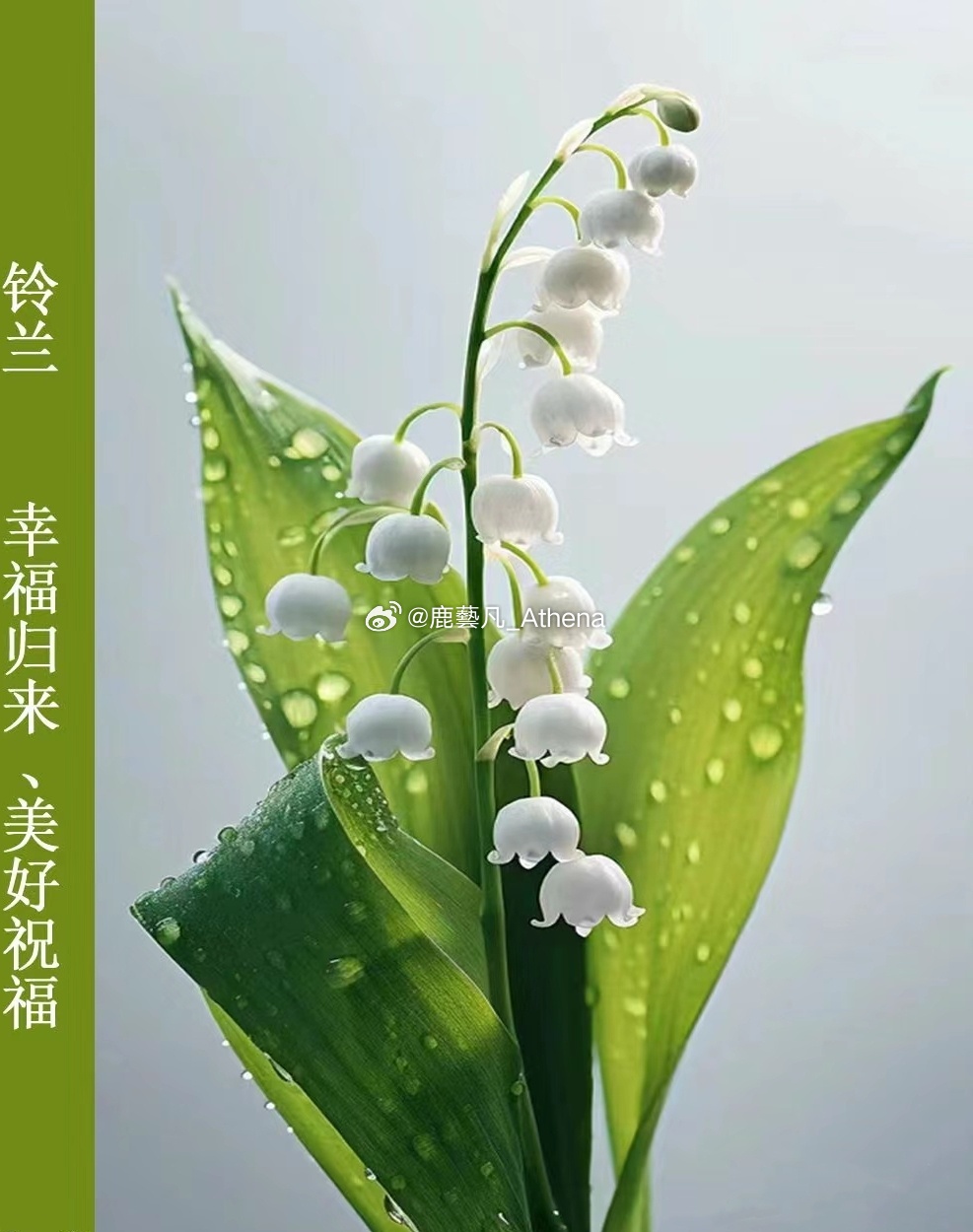 铃兰最新