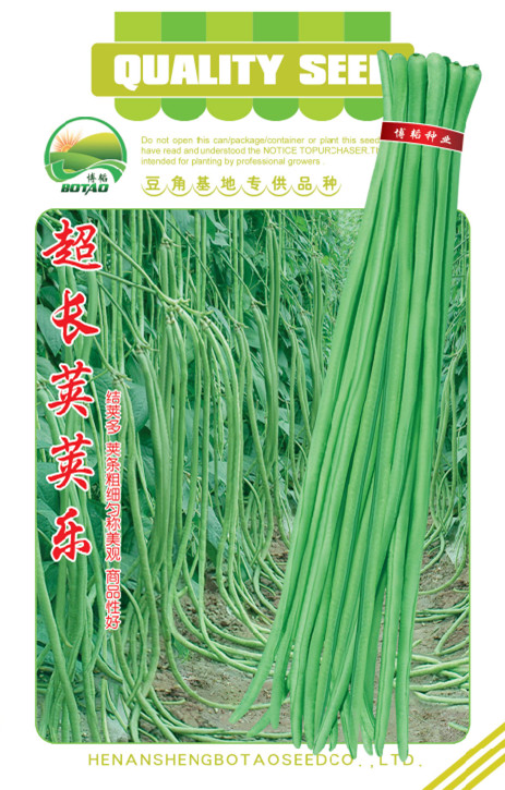 豇豆最新